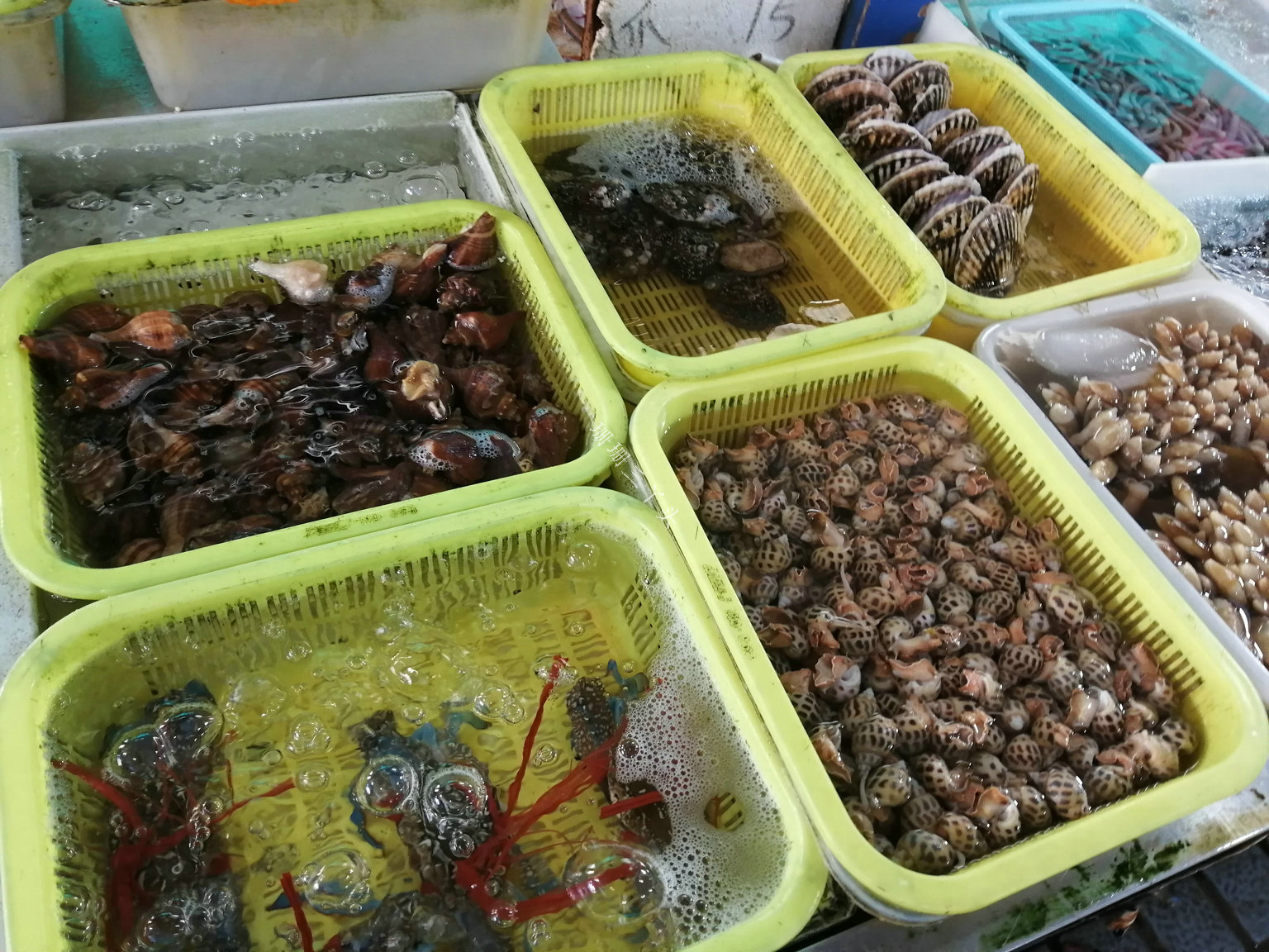 平靚正海鮮大量上市,專(zhuān)家解答:哪些水產(chǎn)品不宜吃?_黃沙