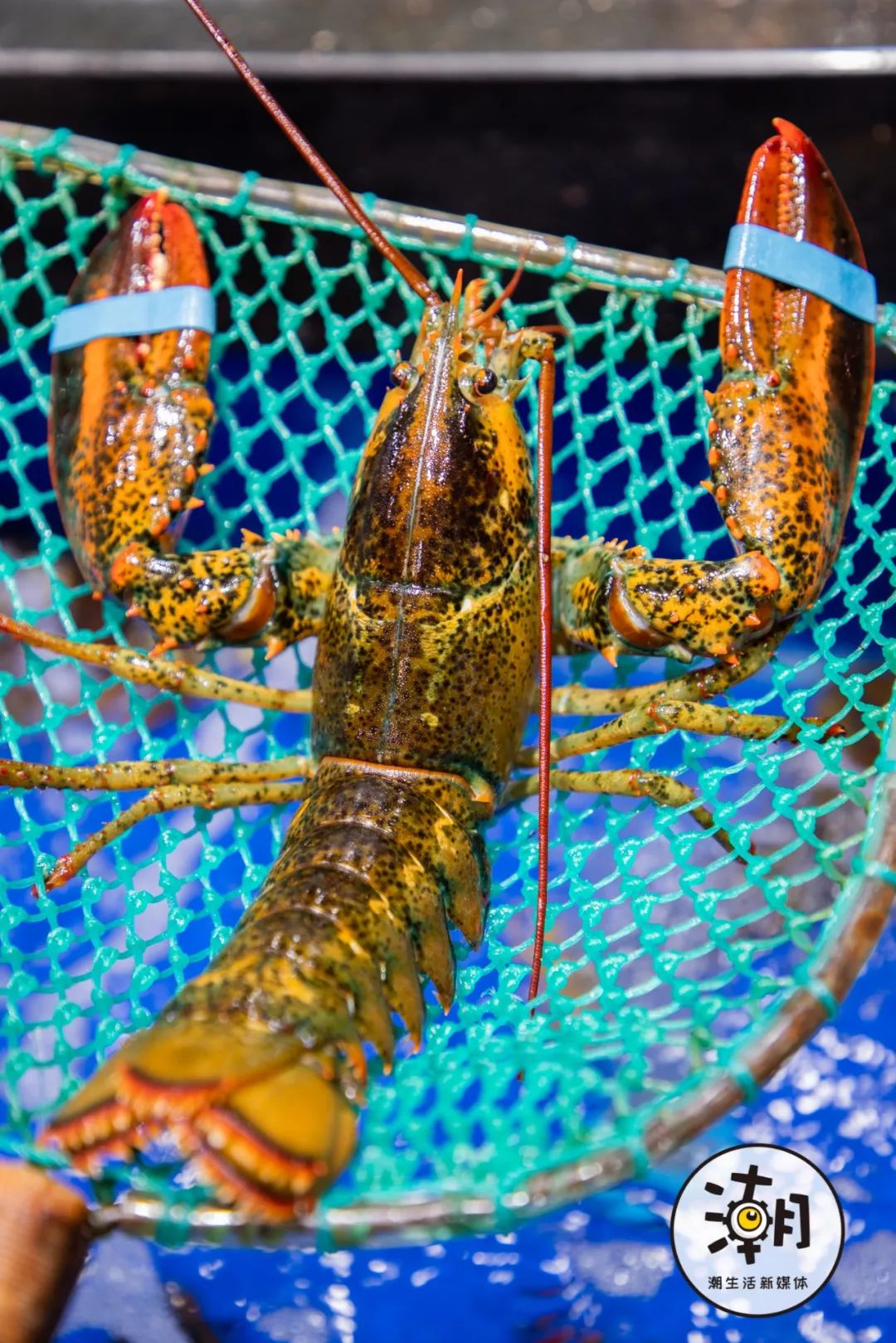 2020成都年貨大集 不出蓉城，嘗遍全球海鮮年味