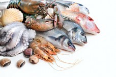 海鮮圖庫新寵 聚焦尤魚素材，一站式滿足你的設計與靈感需求