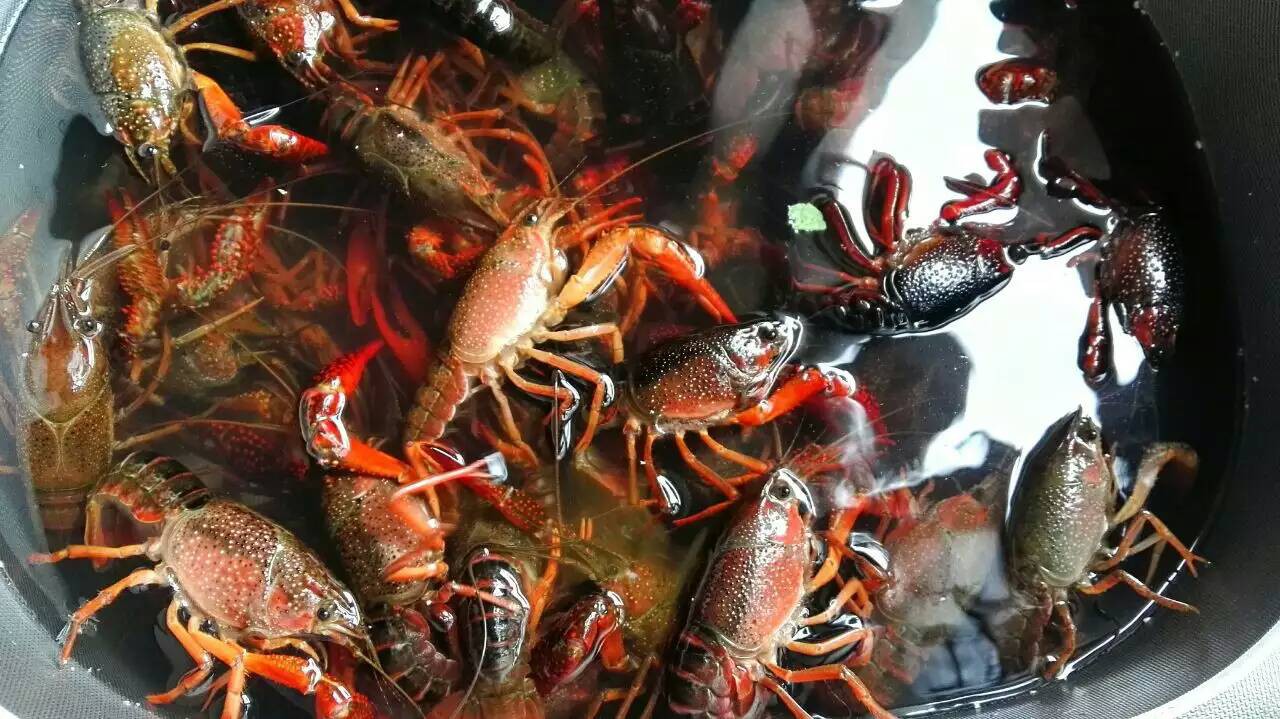 小龍蝦螃蟹生蠔超聲波清洗機 海鮮凈洗新科技，守護餐桌健康與美味